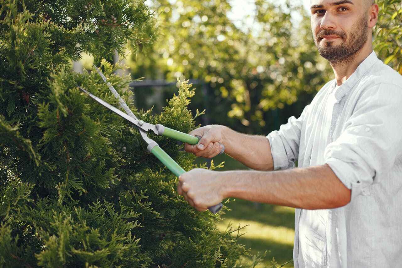 Dardanelle, AR Tree Service Company